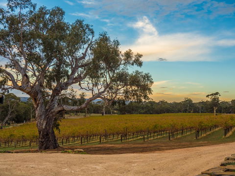 Shadow Creek McLaren Vale - Accommodation Daintree 23