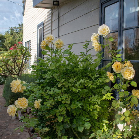 Haven Cottage Kangaroo Island - Accommodation Daintree 1