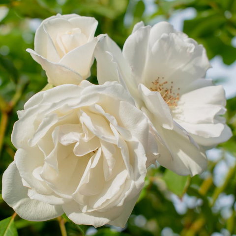 Haven Cottage Kangaroo Island - Accommodation Daintree 2