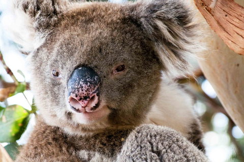 Admirals Inn - Accommodation Daintree 31