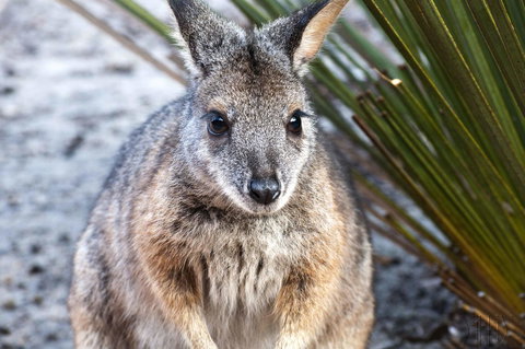 Admirals Inn - Accommodation Daintree 32