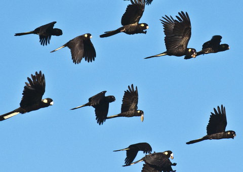 Admirals Inn - Accommodation Daintree 42