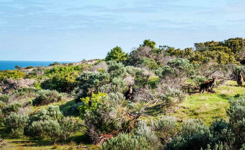 Admirals Inn - Accommodation Daintree 36