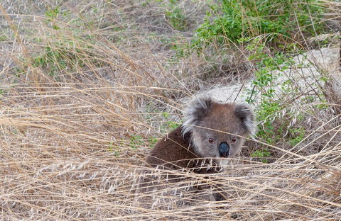 Admirals Inn - Accommodation Daintree 33