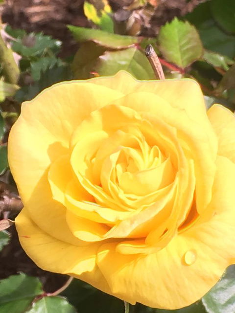 Wine And Roses Bed And Breakfast - Accommodation Daintree 41