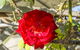 Stoneleigh Cottage Bed And Breakfast - thumb 16