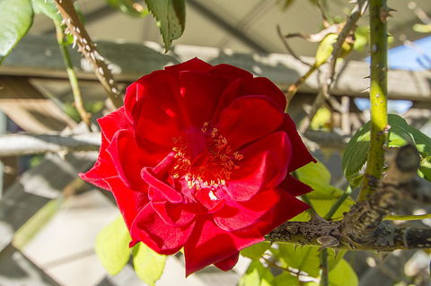 Stoneleigh Cottage Bed And Breakfast - Accommodation Daintree 16