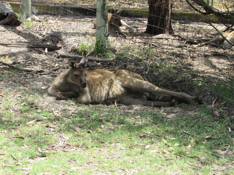 Lazy Days Cottage - Victor Harbor - Accommodation Daintree 11