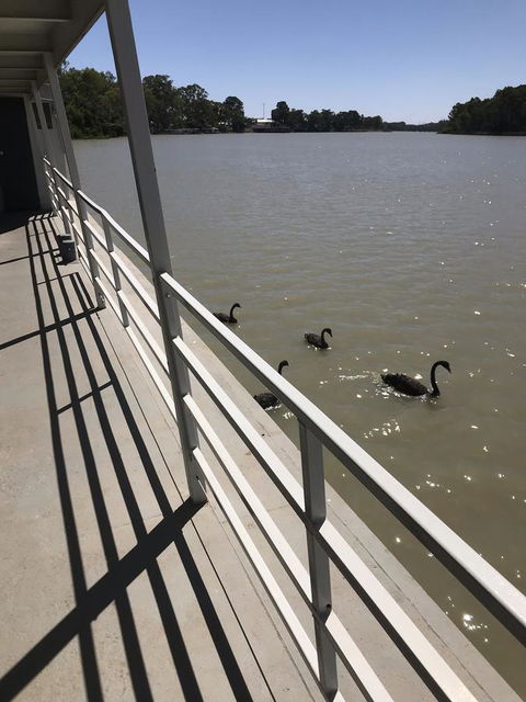Murray River Queen - Accommodation Daintree 7