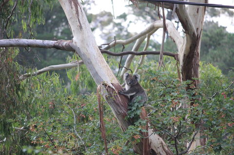 Pirralilla Estate Adelaide Hills - Accommodation Daintree 24