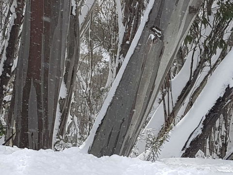 CHILL-OUT - Thredbo - Accommodation Daintree 30