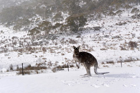 CHILL-OUT - Thredbo - Accommodation Daintree 27