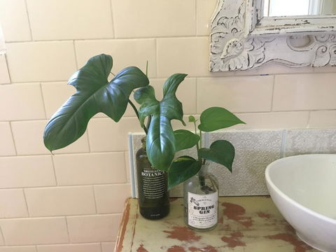 Yallaroo Cottage - Accommodation Daintree 13