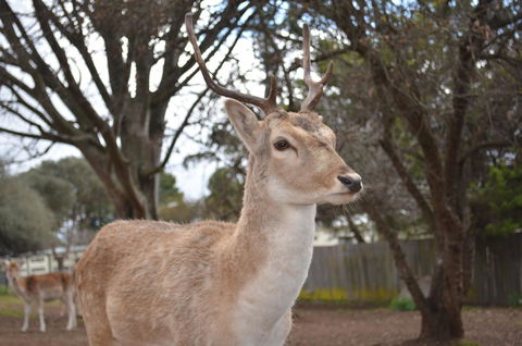Deer Park Motor Inn Armidale - Accommodation Daintree 22