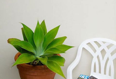 Sea & Soul Beachside Apartments - Accommodation Daintree 9