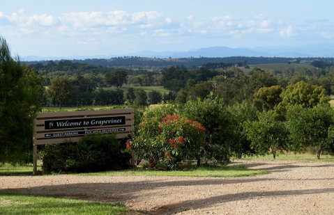 Grapevines Boutique Accommodation - Accommodation Daintree 15