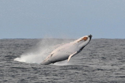 Albany Motel & Apartments - Accommodation Daintree 19