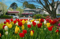 Book Leura Accommodation Vacations Accommodation Daintree Accommodation Daintree