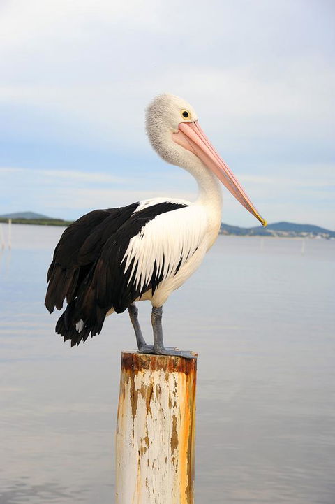 Hotel Nelson - Accommodation Daintree 29
