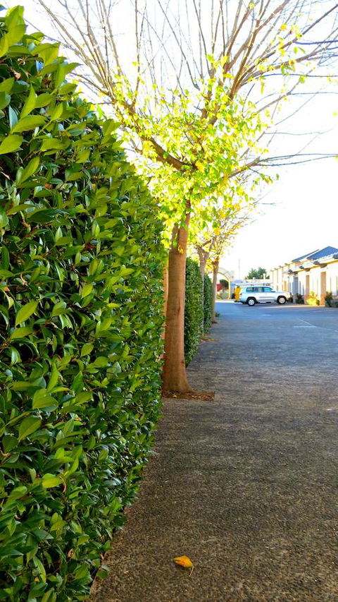 Best Western Plus Goulburn - Accommodation Daintree 37