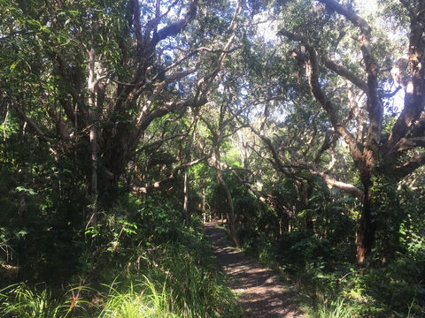 Hat Head Beach Cottage 1 - Accommodation Daintree 24