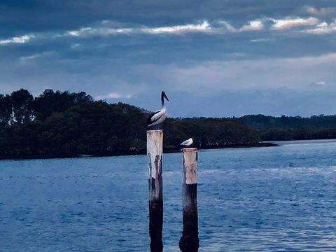 Boathouse Resort (Water Front) - Accommodation Daintree 15