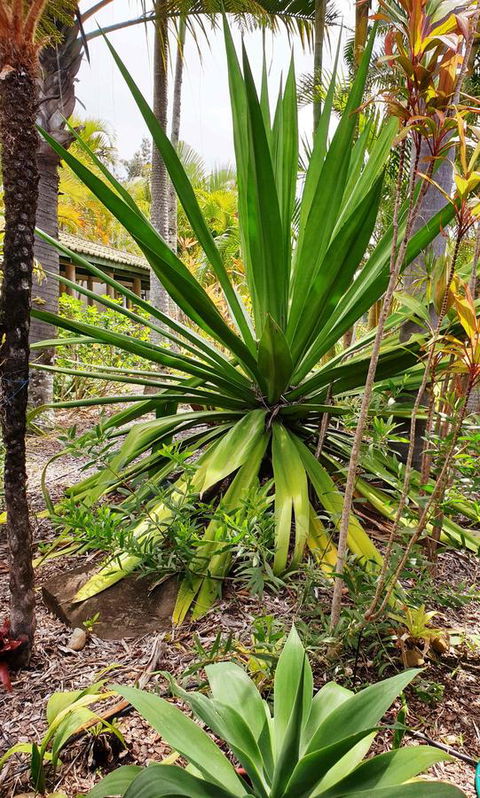 Ballina Beach Resort - Accommodation Daintree 35