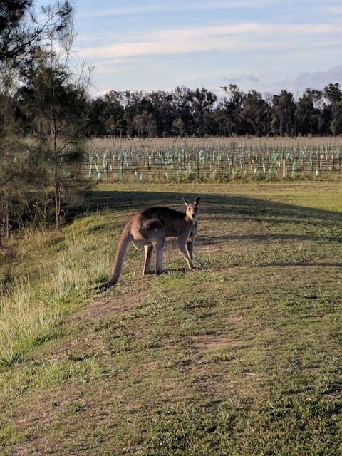 Madigan Wine Country Cottages - Accommodation Daintree 7