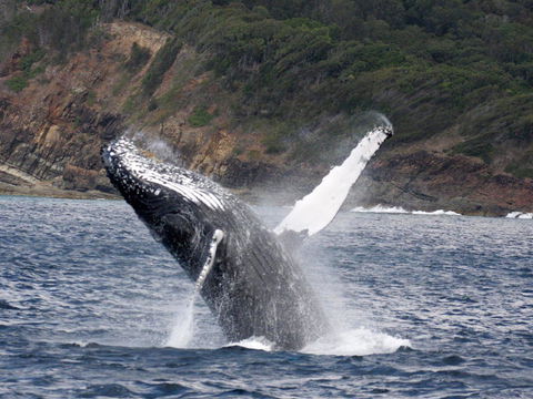 Braemar 9 - Accommodation Daintree 8