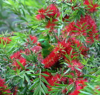 Bottlebrush B  B - Accommodation Daintree