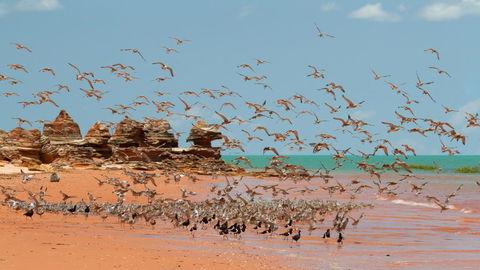 Broome Bird Observatory - Accommodation Daintree 1