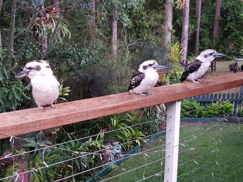 Buderim Forest Hideaway - Accommodation Daintree 1