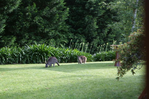 Bundanoon @2578 - Accommodation Daintree 0