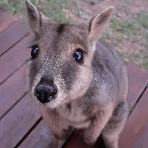 Camp Kanga - Accommodation Daintree 3