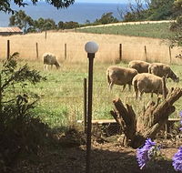 Cape View B and B - Accommodation Daintree
