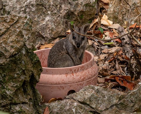 Capricorn Caves - Accommodation Daintree 2
