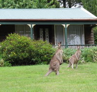 Cedar Lodge Cabins - Accommodation Daintree