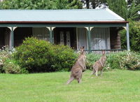 Book Mount Victoria Accommodation Vacations Accommodation Daintree Accommodation Daintree