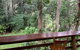 Cedar Park Rainforest Resort - thumb 2