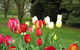 Clifton Gardens B&B - thumb 1