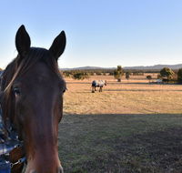 Clydesdale Cottage on Talga with real Clydesdale Horses - Accommodation Daintree