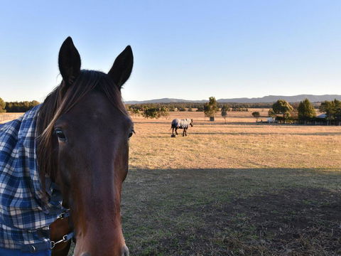 Clydesdale Cottage On Talga With Real Clydesdale Horses - Accommodation Daintree 0