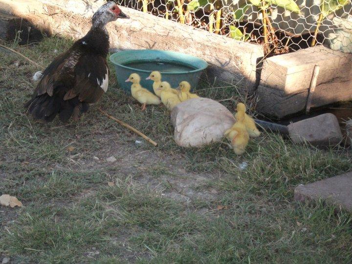 Maxwelton QLD Accommodation Daintree