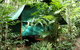 Daintree Crocodylus - thumb 0
