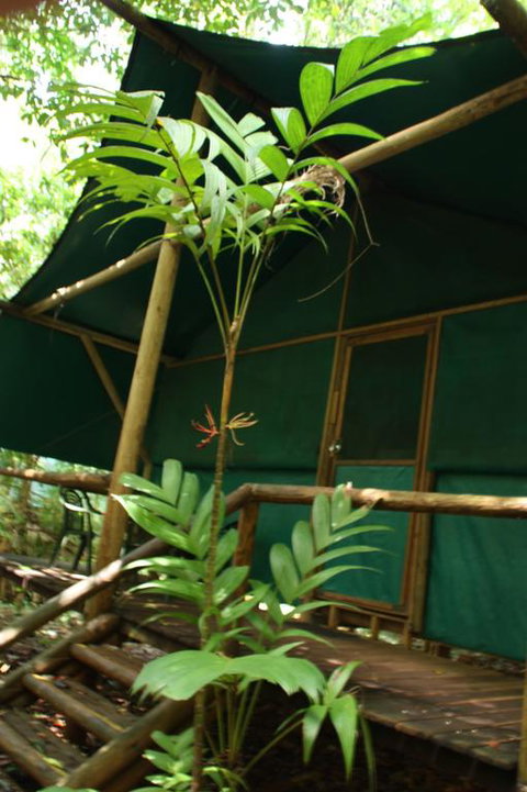 Daintree Crocodylus - Accommodation Daintree 3