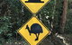 Daintree Magic - thumb 1