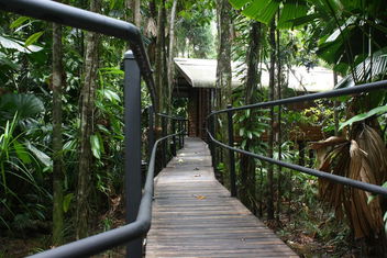 Daintree Wilderness Lodge with Accommodation Daintree