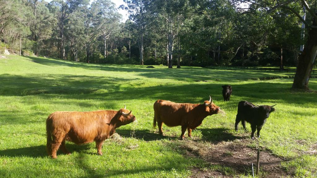 Kenthurst NSW Accommodation Daintree
