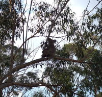 Escape to the Country - Enjoy the firepit or explore magical Bunya Mountains - Accommodation Daintree