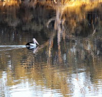 Euston Club Motel - Accommodation Daintree